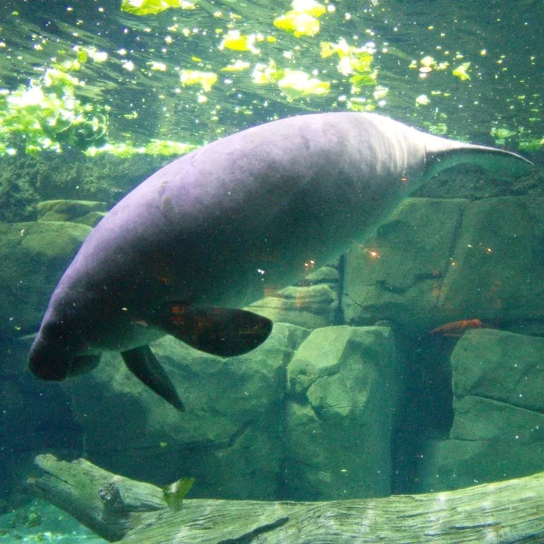 Florida Manatee
(Trichechus manatus latirostris)
Seen at the Cincinnati Zoo and Botanical Gardens!

Zoos can serve conservation in a variety of ways, sometimes their contributions are much more direct! The Manatee Rescue program works with several zo