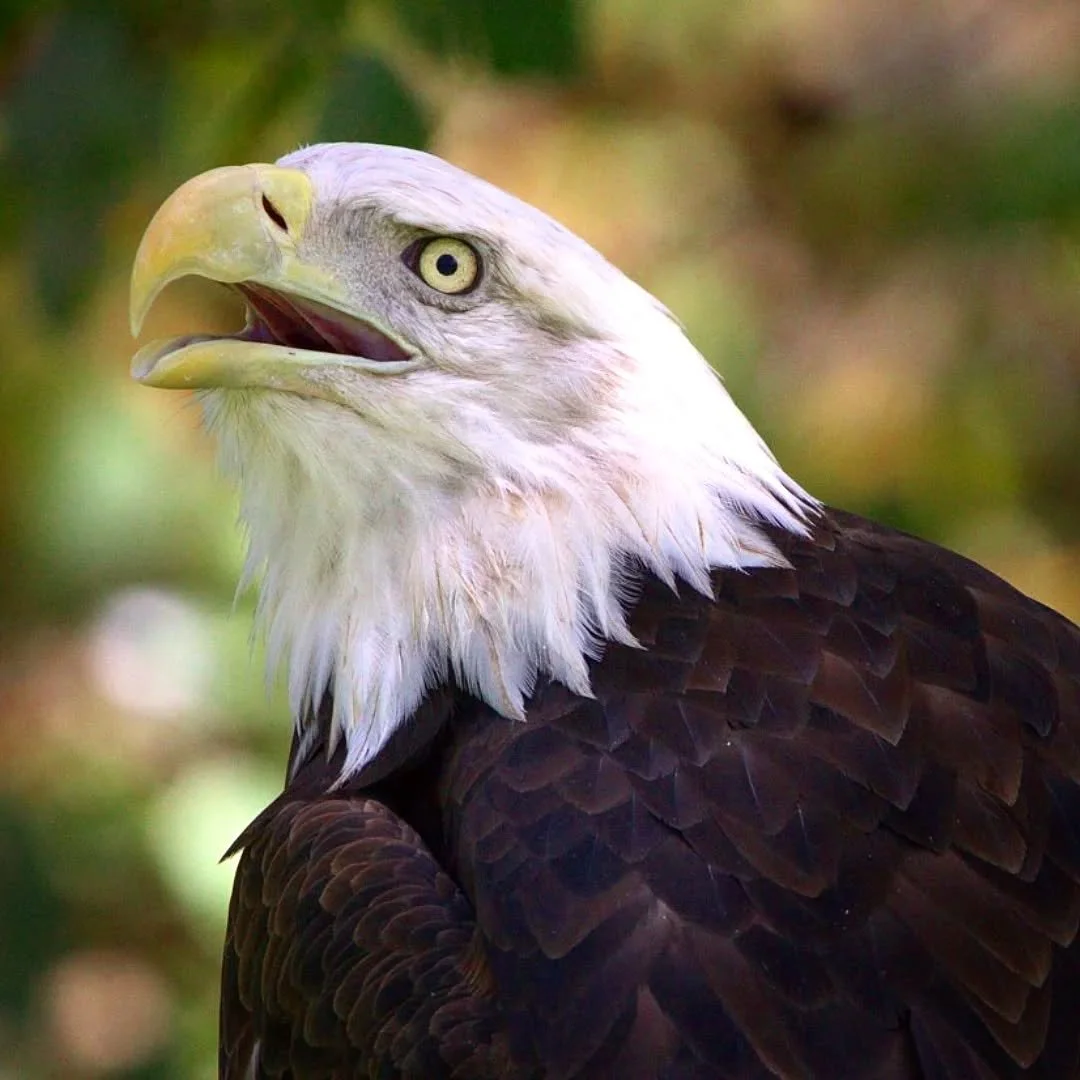 Bald Eagle 
(Haliaeetus leucocephalus)
Seen at the Lee G. Simmons Wildlife Safari Park! 

Bald Eagles are an incredibly culturally significant species to the United States. Considered to be the symbol of freedom due to their high flying nature. Despi
