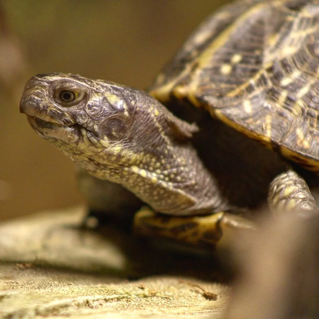 Florida Box Turtle 
(Terrapene carolina bauri)
Seen at the Tennessee Aquarium!

Turtles and Tortoises are among the most threatened groups of animals on the planet! This species in particular finds itself threatened due to widespread habitat loss acr