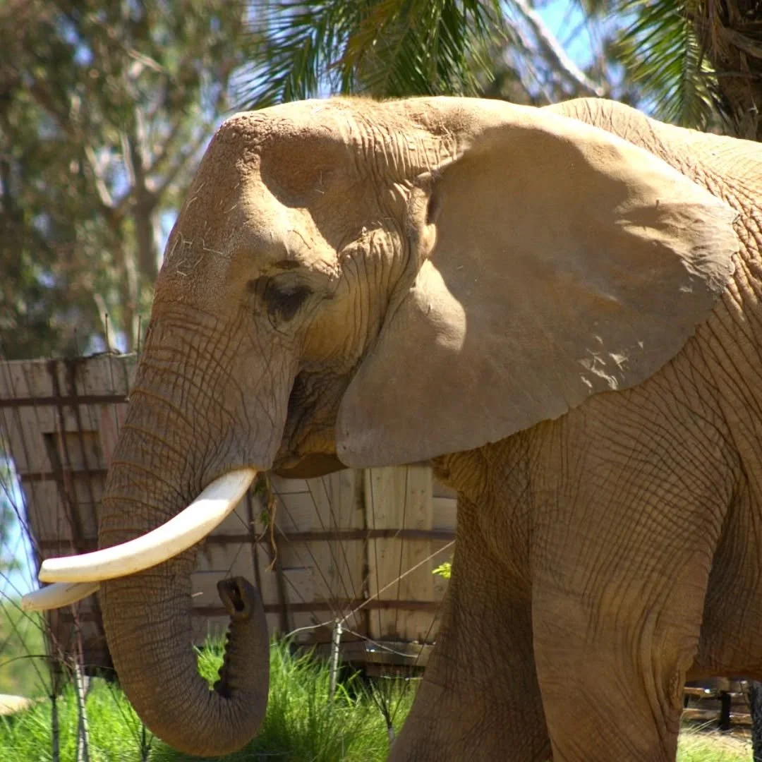 African Bush Elephant 
(Loxodonta africana)
Seen at the San Diego Zoo Safari Park! 

Few animals inspire as much awe as elephants. However for the people who live alongside these giants, they can also inspire fear and anger. As industrialization incr