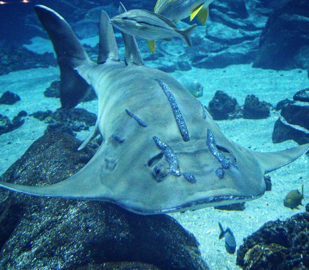 Bowmouth Guitarfish 
(Rhina ancylostoma)
Seen at the Georgia Aquarium!

It's been a while but I'm back to posting about some of the conservation work being done by zoos and aquariums before I go on my wildest trip yet! 

Today's featured species is t