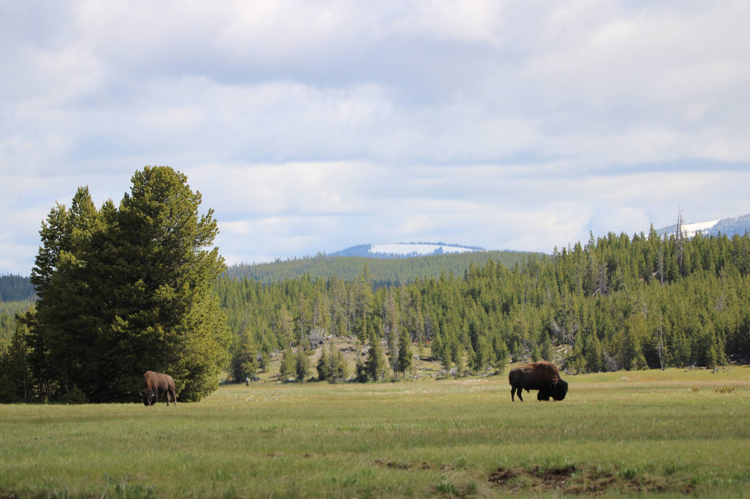 Journey into the Yellowstone: Yellowstone /  Grand Teton National Parks