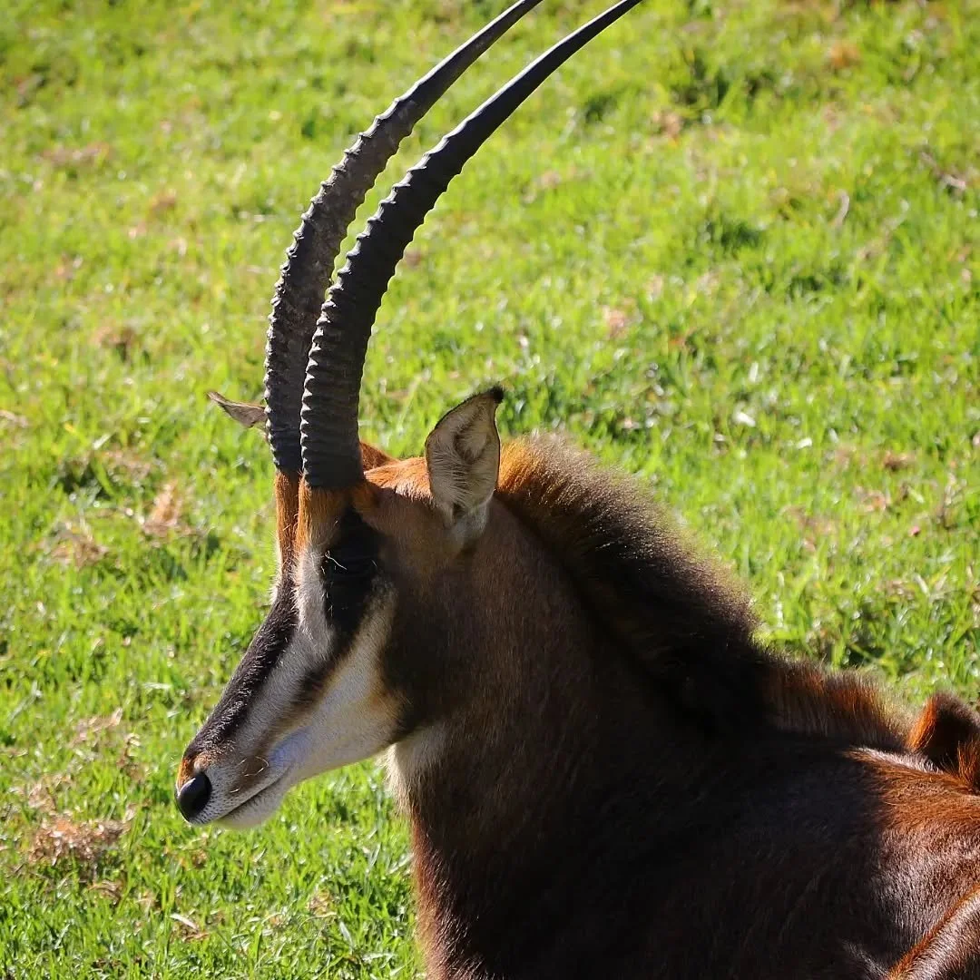 Sable Antelope 
(Hippotragus niger)
Seen at the San Diego Zoo Safari Park! 

This stunning species of ungulate is among the largest antelope species. They are well known for their striking curves horns, which are long on the females pictured here, bu