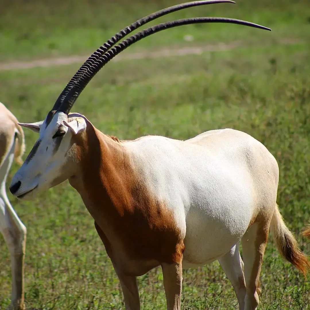 Scimitar Horned Oryx 
(Oryx dammah)
Seen at the Kansas City Zoo and Aquarium!

This striking species has one of the most inspiring conservation comebacks of any species of antelope. The Scimitar Horned Oryx was native to the grassland and desert regi