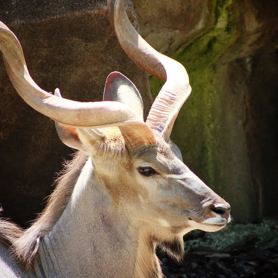 Greater Kudu
(Tragelaphus strepsiceros)
Seen at the Milwaukee County Zoo! 

Finishing off our Antelope Week, it's one of the most stunning and recognizable antelopes of the African savanna, the mighty Greater Kudu. Named that due to its larger size i
