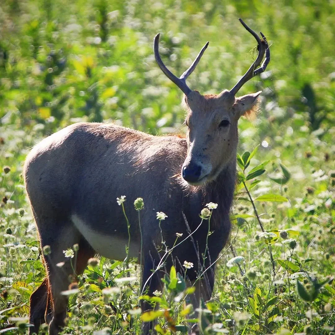 Pere David's Deer
(Elaphurus davidianus)
Seen at The Wilds! 

Before visiting the Columbus Zoo, we first dropped by its sister location, the amazing safari park known as The Wilds! This gave me the opportunity to photograph this rare deer in a near n