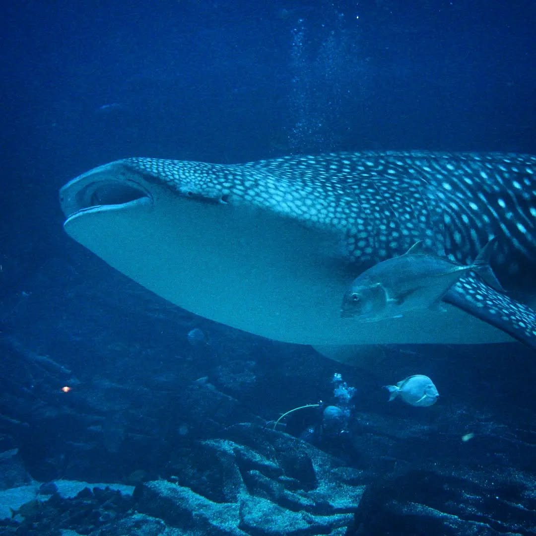 Whale Shark 
(Rhincodon typus)
Seen at the Georgia Aquarium! 

I couldn't let Shark Week pass without featuring one of the most special animals anyone can have the chance of encountering, the mighty Whale Shark. This large filter feeding shark is the