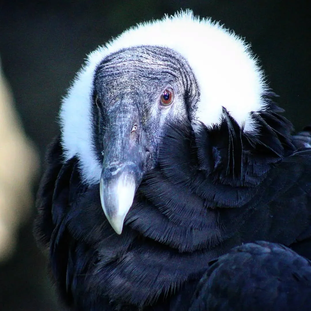 Andean Condor
(Vultur gryphus) 
Seen at the Cincinnati Zoo and Botanical Garden! 

This spectacular bird of prey has the longest wingspan of any of its raptor cousins, reaching the enormous size of 10ft across! As the name suggests, they are native t