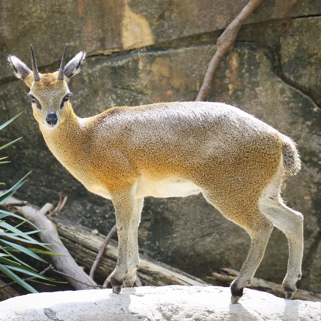 Klipspringer 
(Oreotragus oreotragus)
Seen at the Dallas Zoo! 

This interesting little antelope is a master of the Kopje environment. For those of you unfamiliar with what a Kopje is, it is a large rocky "island" which can be found scatter