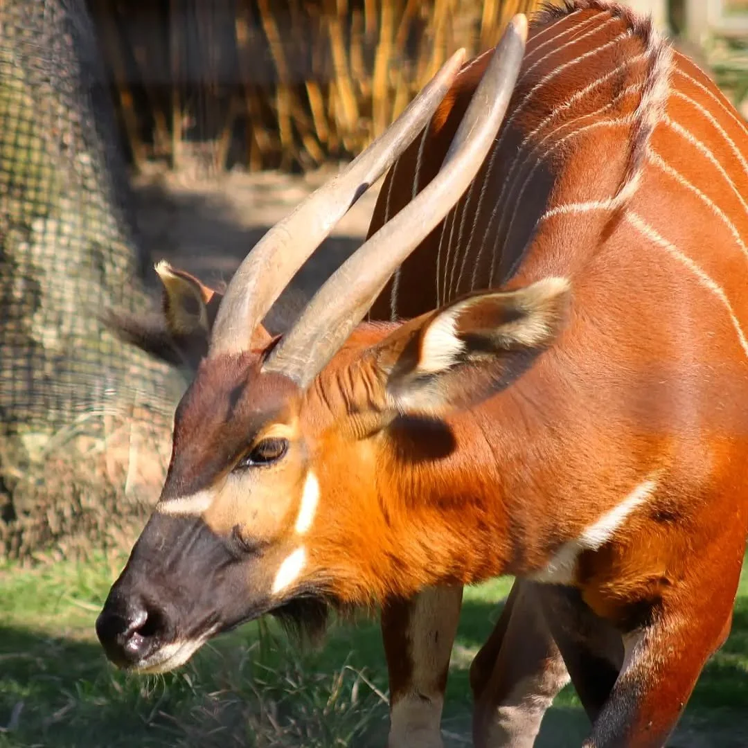 Eastern Bongo
(Tragelaphus eurycerus isaaci)
Seen at the Houston Zoo

This is one of the most threatened species of antelope in the world! Bongos are a large species of rainforest antelope that makes Central and Eastern Africa their home. The Eastern