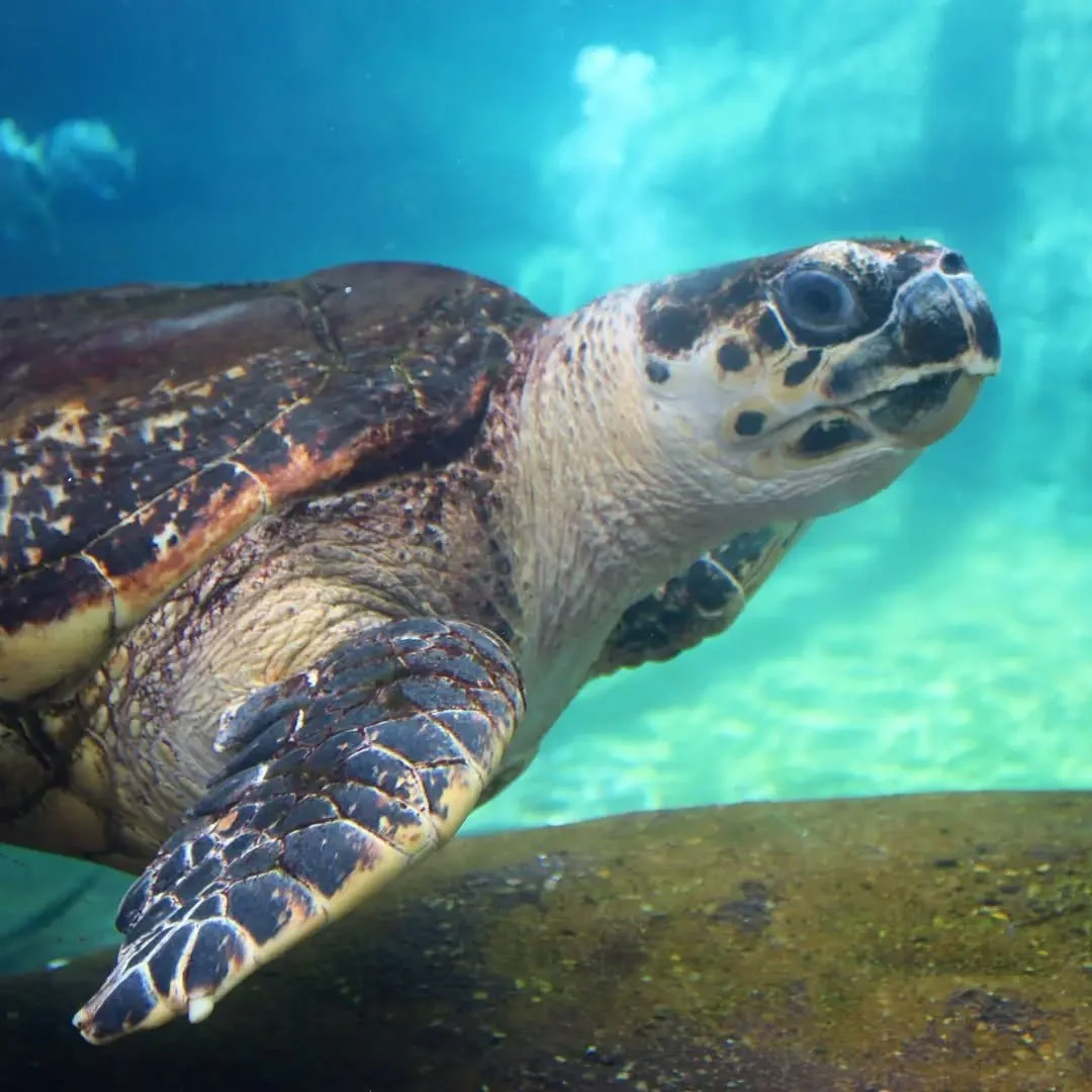 Hawksbill Sea Turtle 
(Eretmochelys imbricata)
Seen at the Columbus Zoo and Aquarium! 

I've been doing a lot of traveling recently and visited many wildlife institutions! Among them was the world class Columbus Zoo and Aquarium! One of their most po