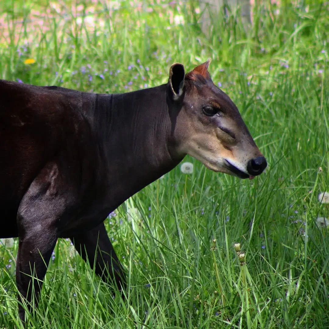 Yellow Backed Duiker 
(Cephalophus silvicultor)
Seen at the Blank Park Zoo! 

This odd critter is the largest of the duiker species, a strange group of smaller antelope which make the shrubland and forests of Africa their home. Even though they are t