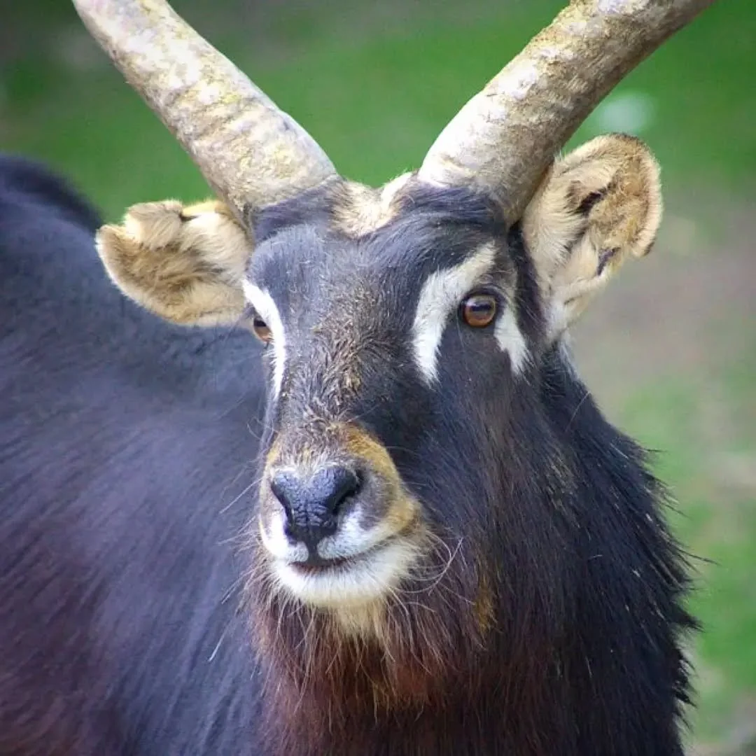 Nile Lechwe 
(Kobus megaceros)
Seen at the Saint Louis Zoo! 

This stunning specimen is a male Nile Lechwe! This species exhibits a pretty extreme sexual dimorphism, with males being larger, sporting horns and a dark coat, while females are much smal