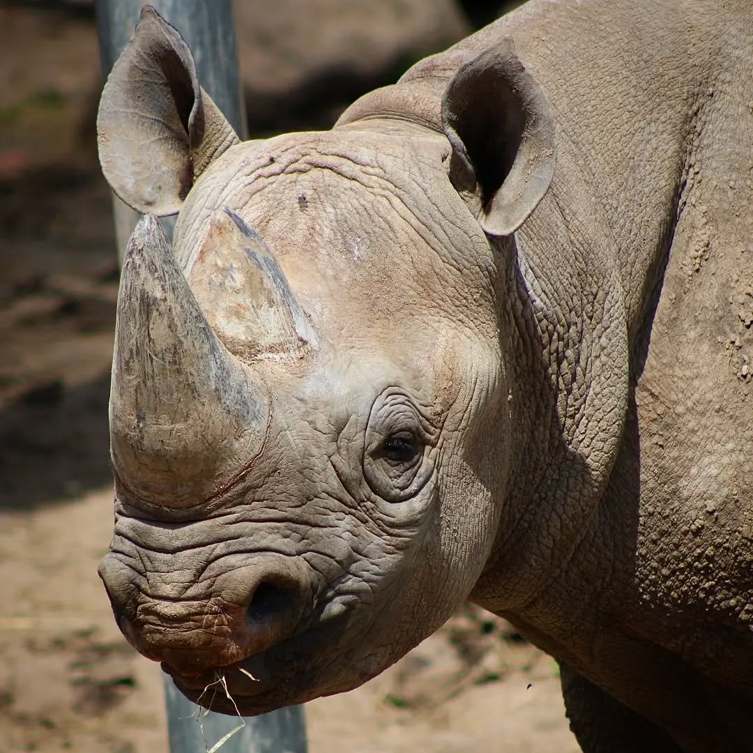 Eastern Black Rhinoceros 
(Diceros bicornis michaeli)
Seen at Blank Park Zoo! 

Another 365 around the sun and it's time to showcase my favorite animal of all time again, the powerful Eastern Black Rhino! Rhinos have long been my favorite animals, an
