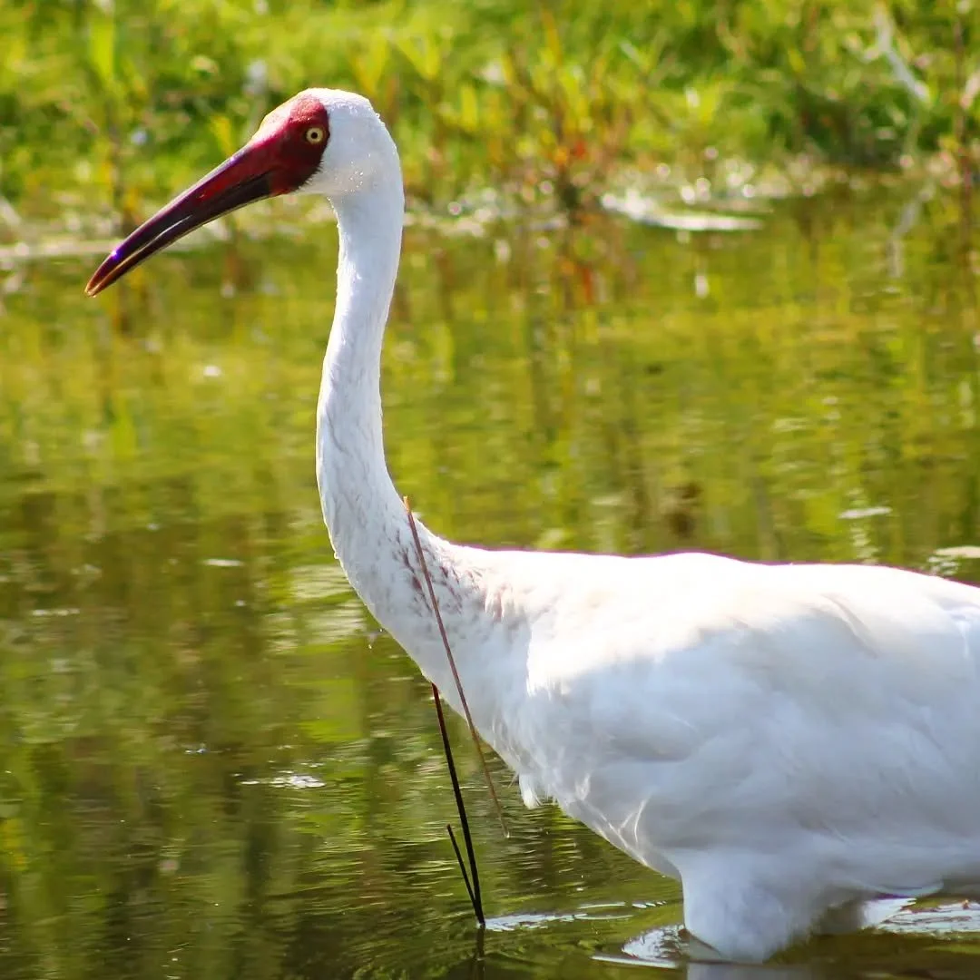 Siberian Crane 
(Leucogeranus leucogeranus)
Seen at the International Crane Foundation!

Few people are familiar with this striking species of crane. These beautiful red and white birds are a Critically Endangered species from the central regions of 
