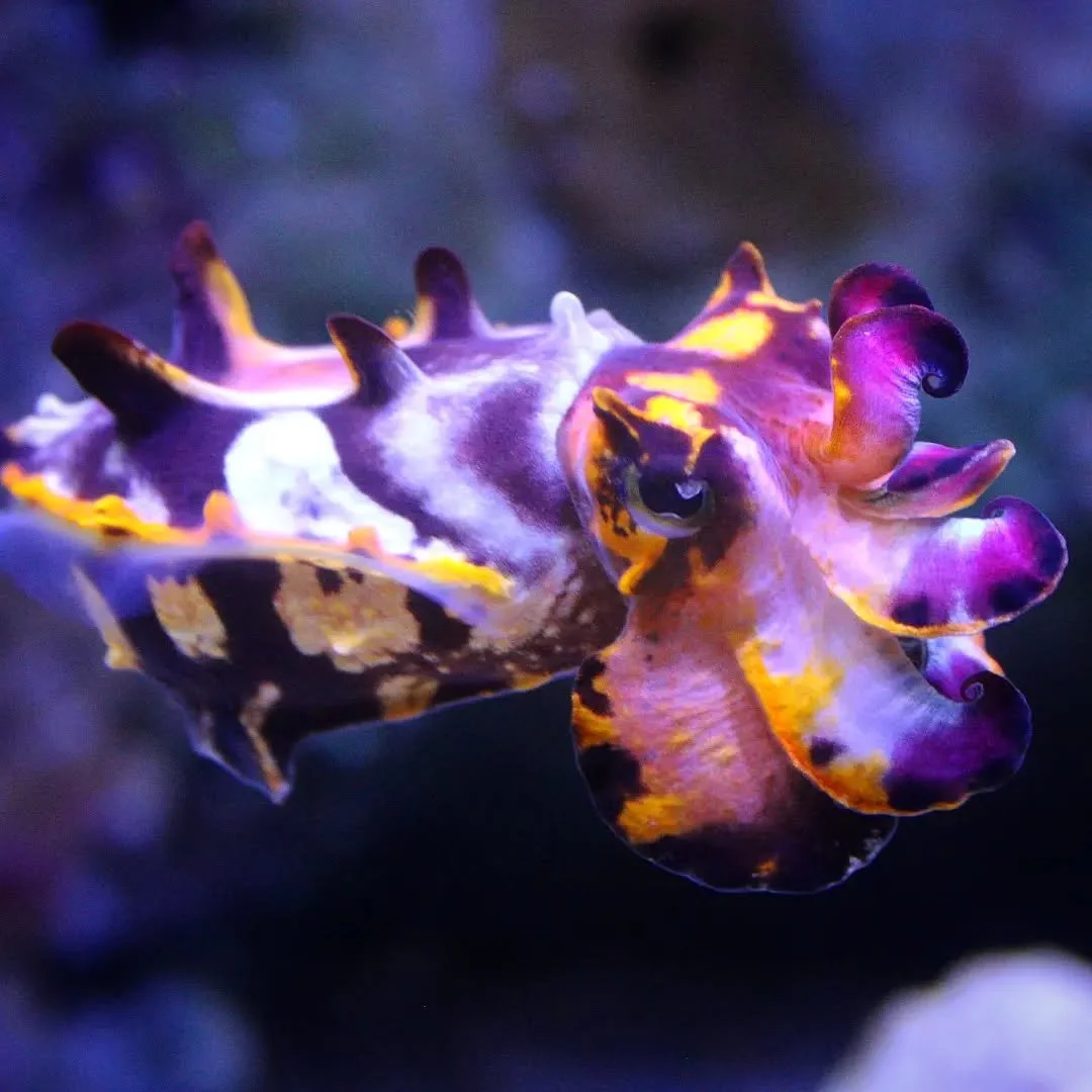 Flamboyant Cuttlefish 
(Ascarosepion pfefferi)
Seen at the Shedd Aquarium! 

Cephalopods (octopus, squid and cuttlefish) are among the most challenging of aquatic species of photograph. They are highly intelligent and often value their privacy, this 