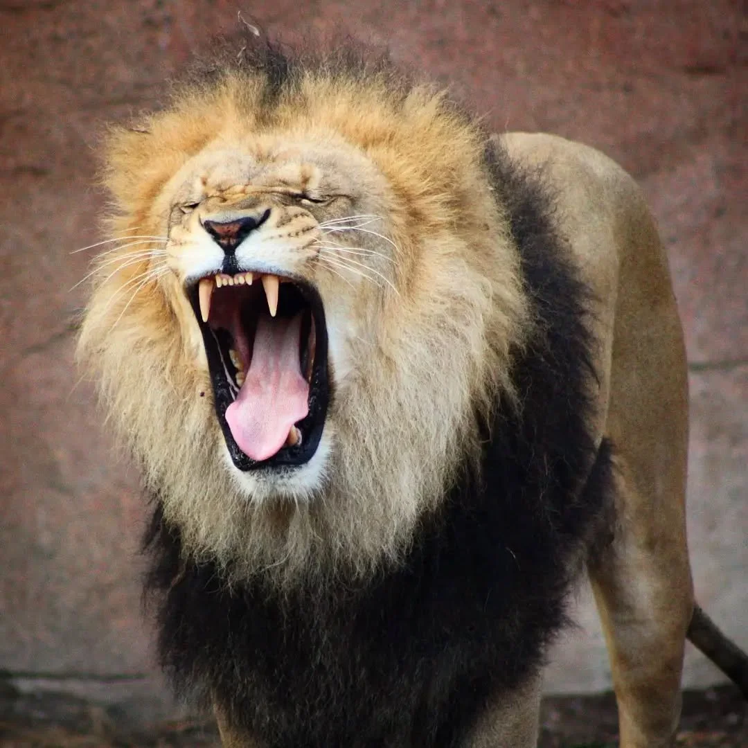 African Lion
(Panthera leo)
Seen at Brookfield Zoo Chicago!

One of the best parts about working in the zoo (other than the animals I directly work with), is hearing the roars of the Lions every morning! These handsome gentlemen are the brothers Brut