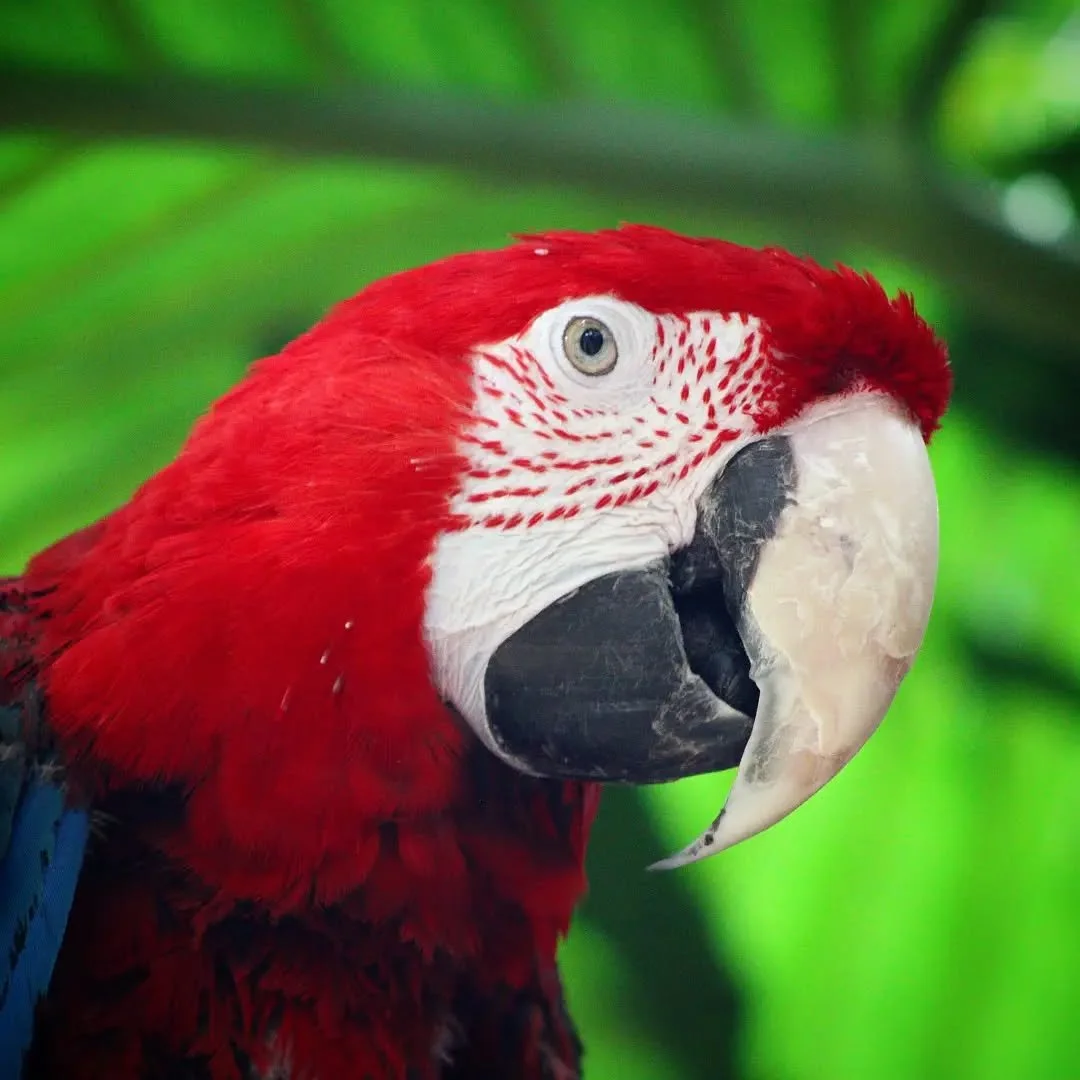 Green Winged Macaw
(Ara chloropterus)
Seen at the Tulsa Zoo!

Often confused with the more widely known Scarlet Macaw, this distinct species is among the largest of the Macaws! They can be told apart from other species due to their distinct blue and 