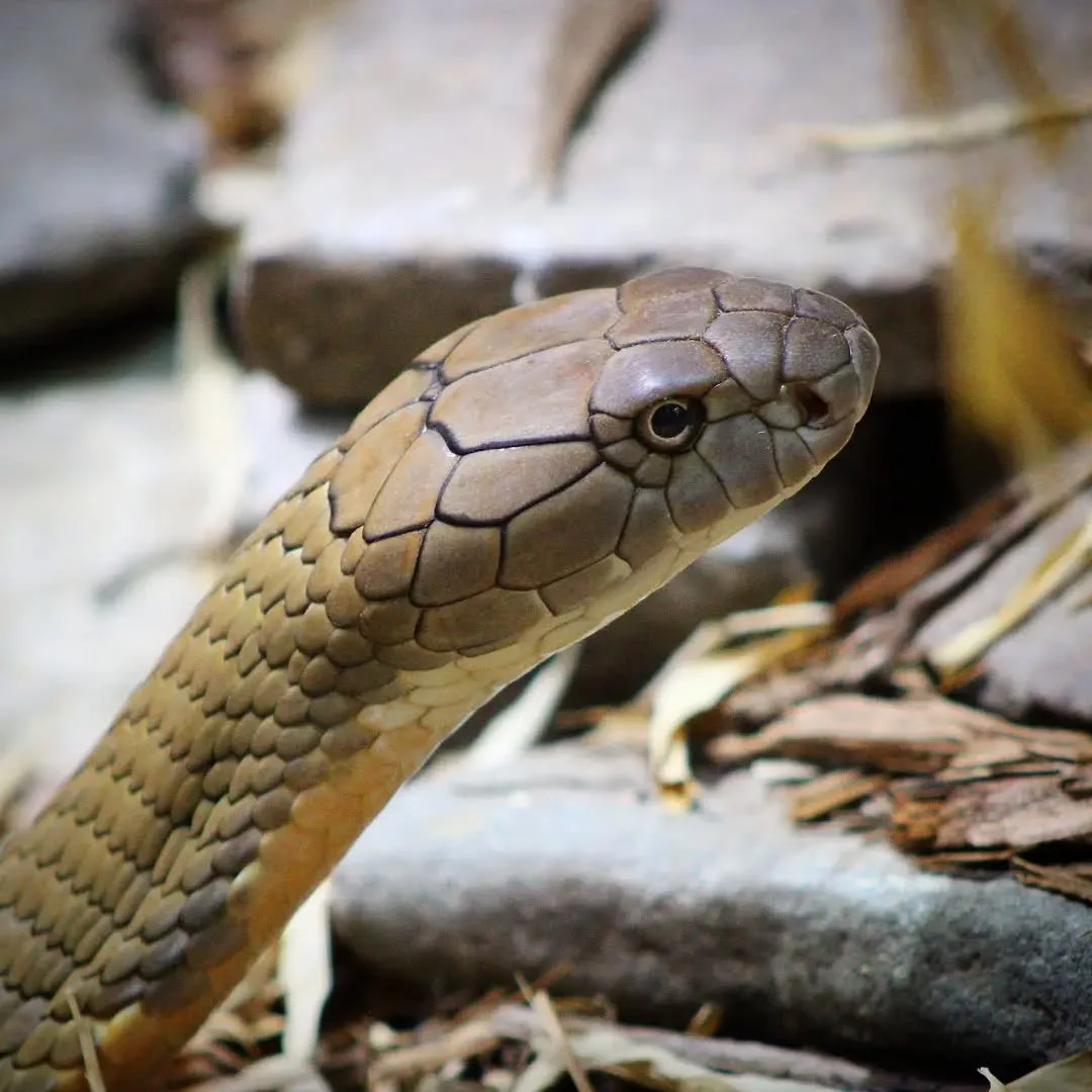 King Cobra
(Ophiophagus hannah)
Seen at the Toledo Zoo and Aquarium! 

I just got back from a trip to two cities on the edge of Lake Erie, and I couldn't be happier with some of the amazing species I had the opportunity to photograph! 

One such spec