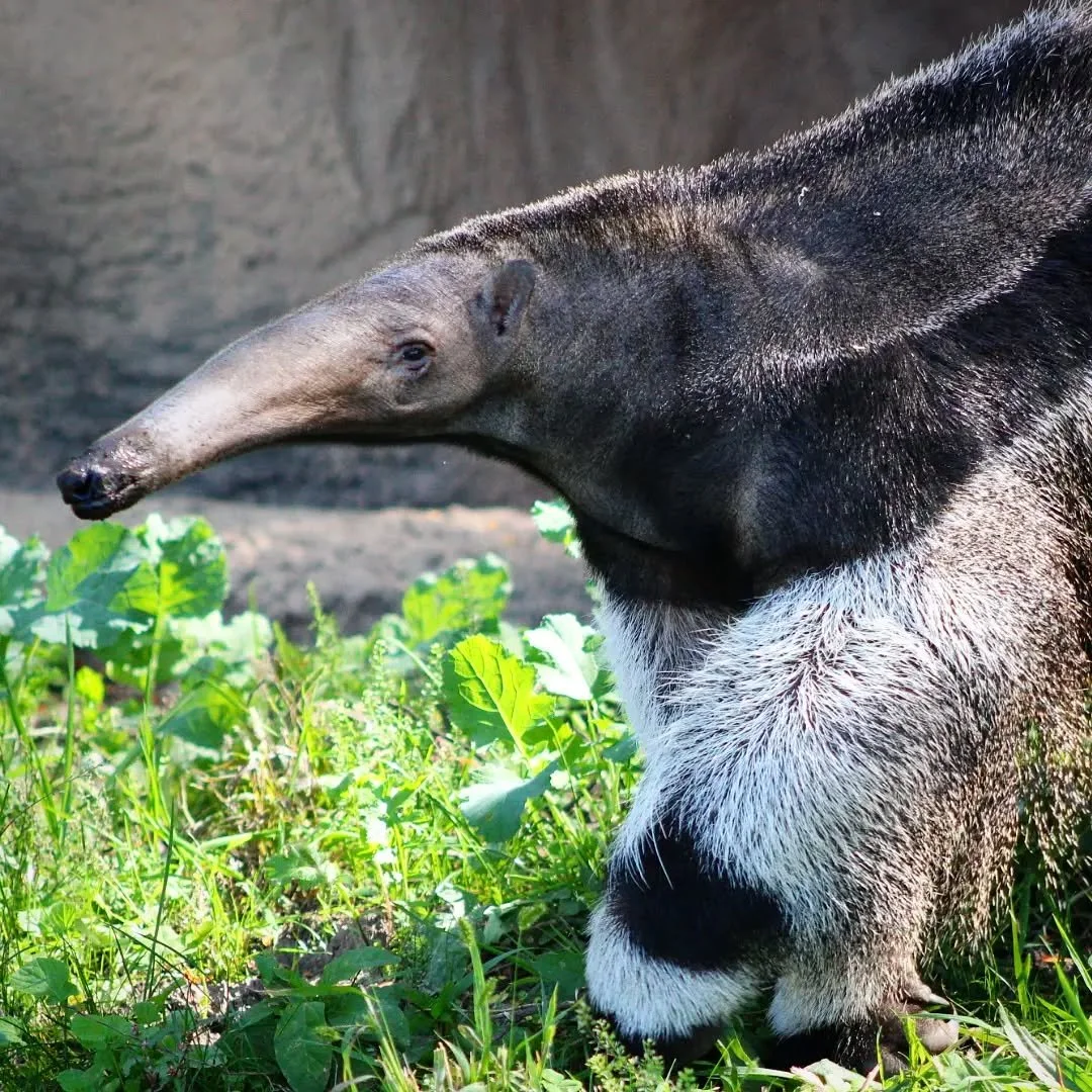 Giant Anteater 
(Myrmecophaga tridactyla)
Seen at the Detroit Zoo

After Toledo I went just an hour north to the amazing Detroit Zoo! I had visited once before years ago, but as I had a Zoom interview the same day and it was snowing, it wasn't exactl