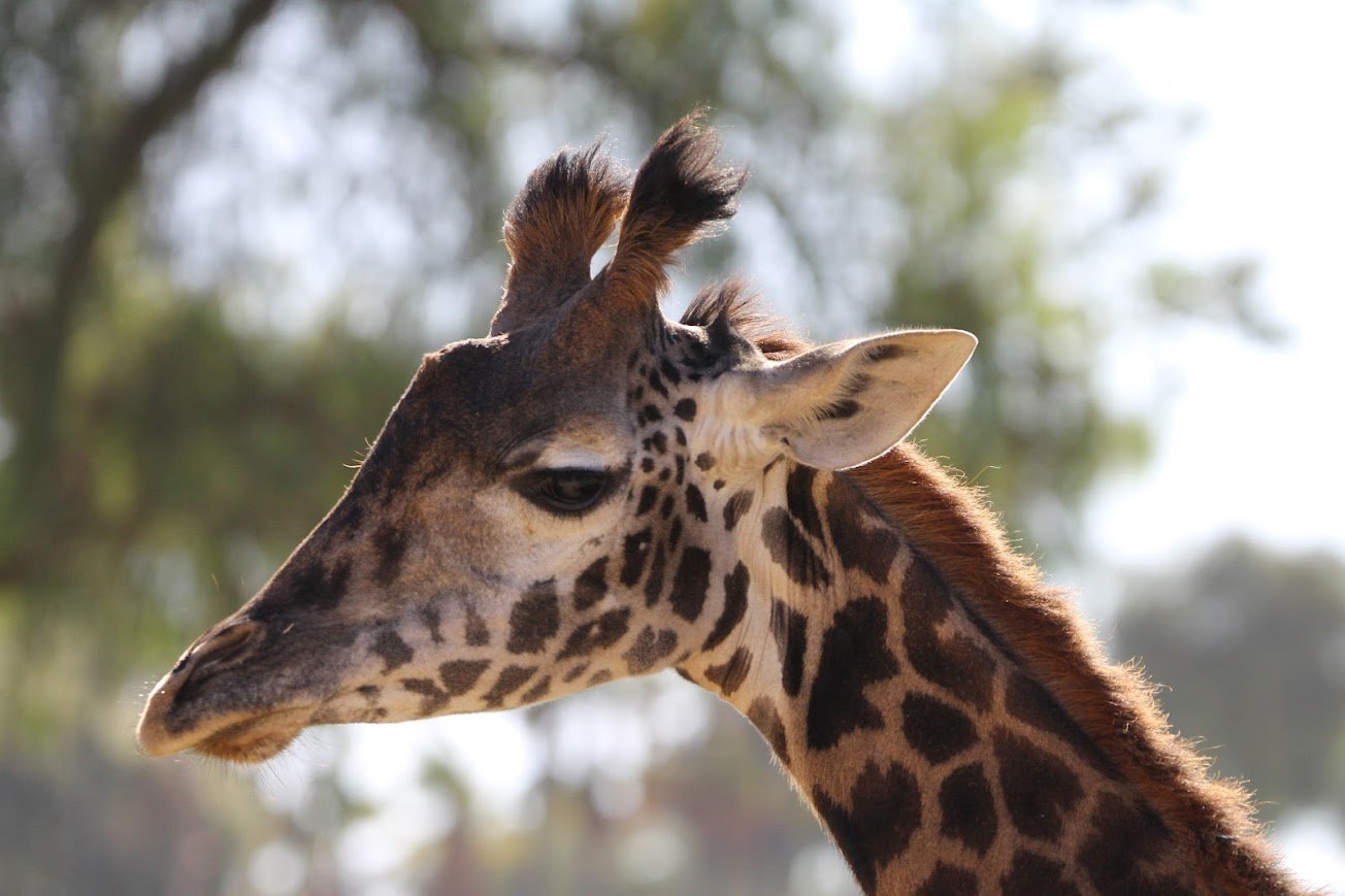 sdzsp masai giraffe.jpg