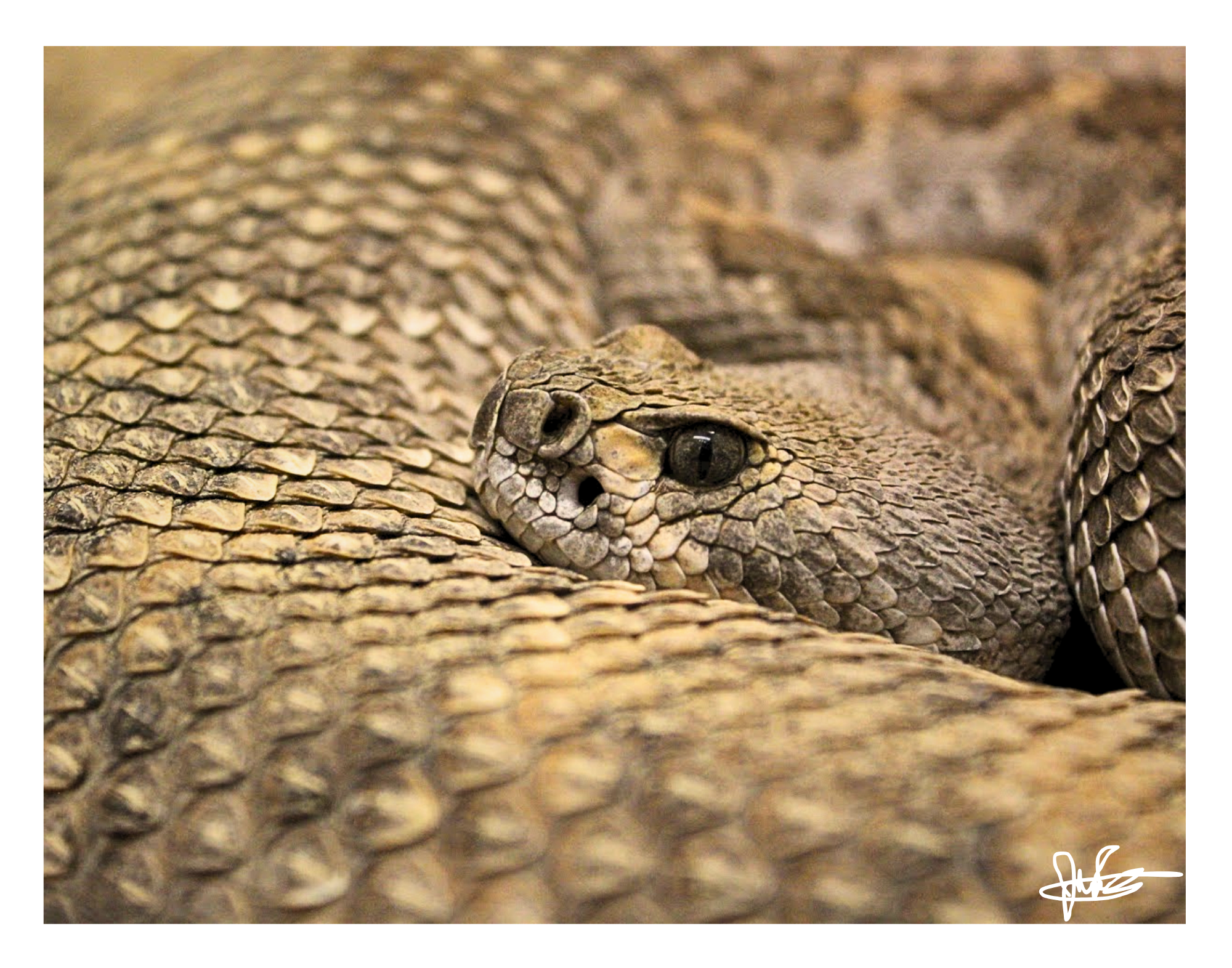 11 X 14" Print "Looking West"