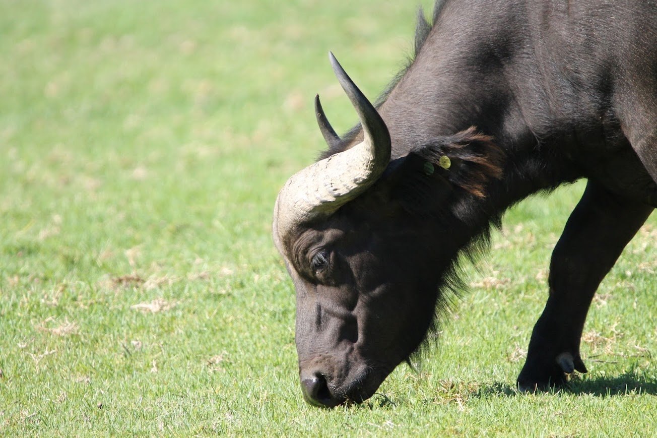 sdzsp cape buffalo.jpg