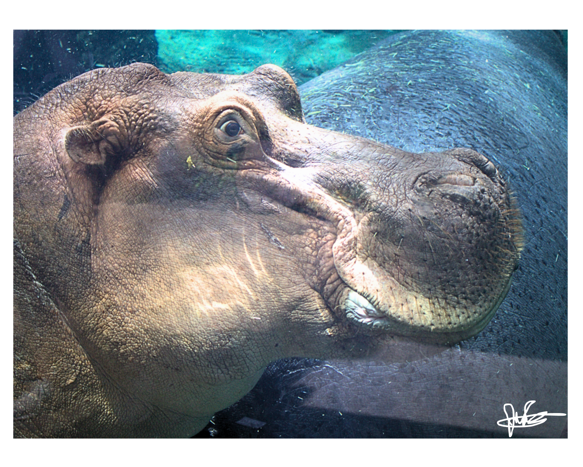 16 X 20" Print "River Horse"