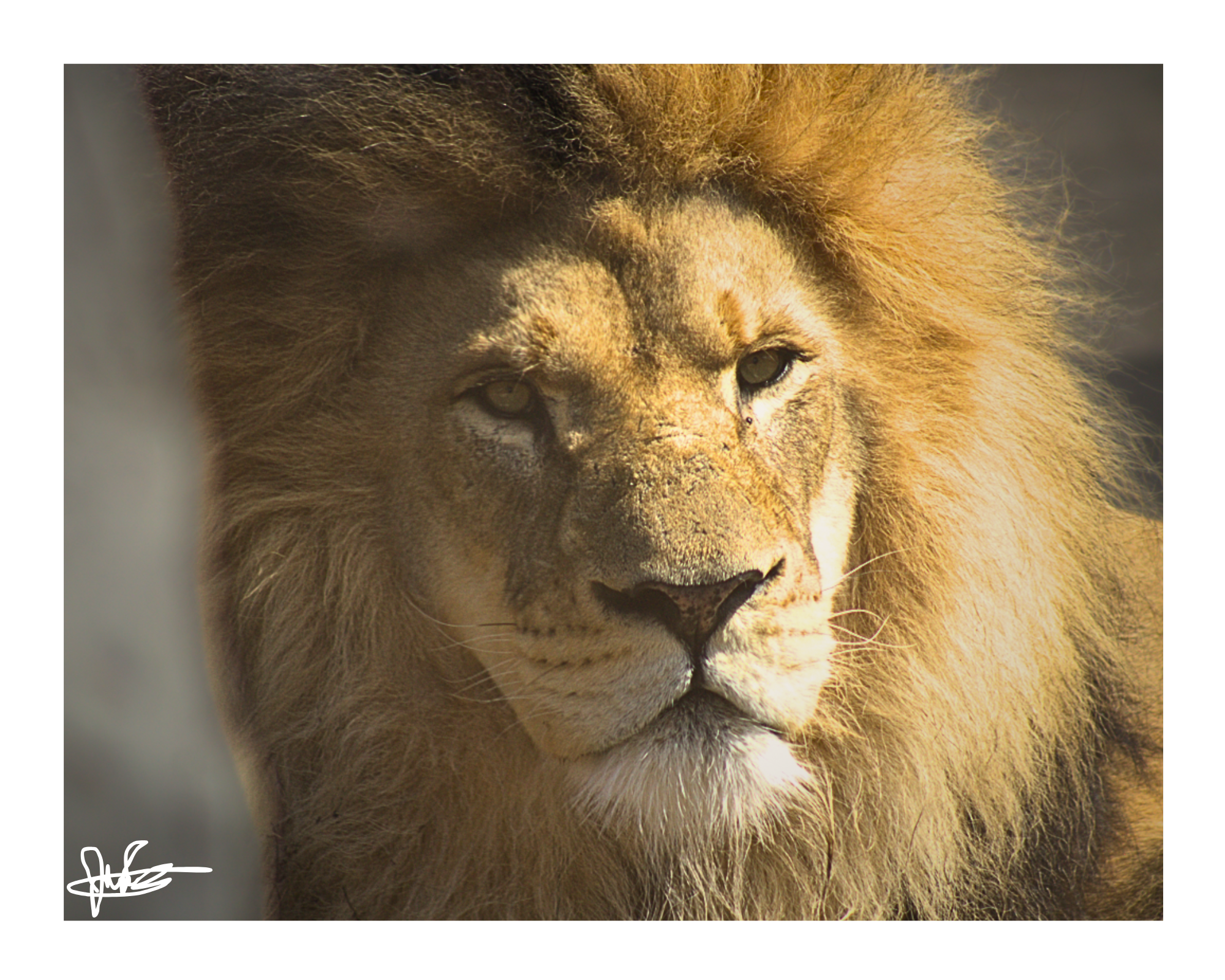 16 X 20" Print "King's Gaze"