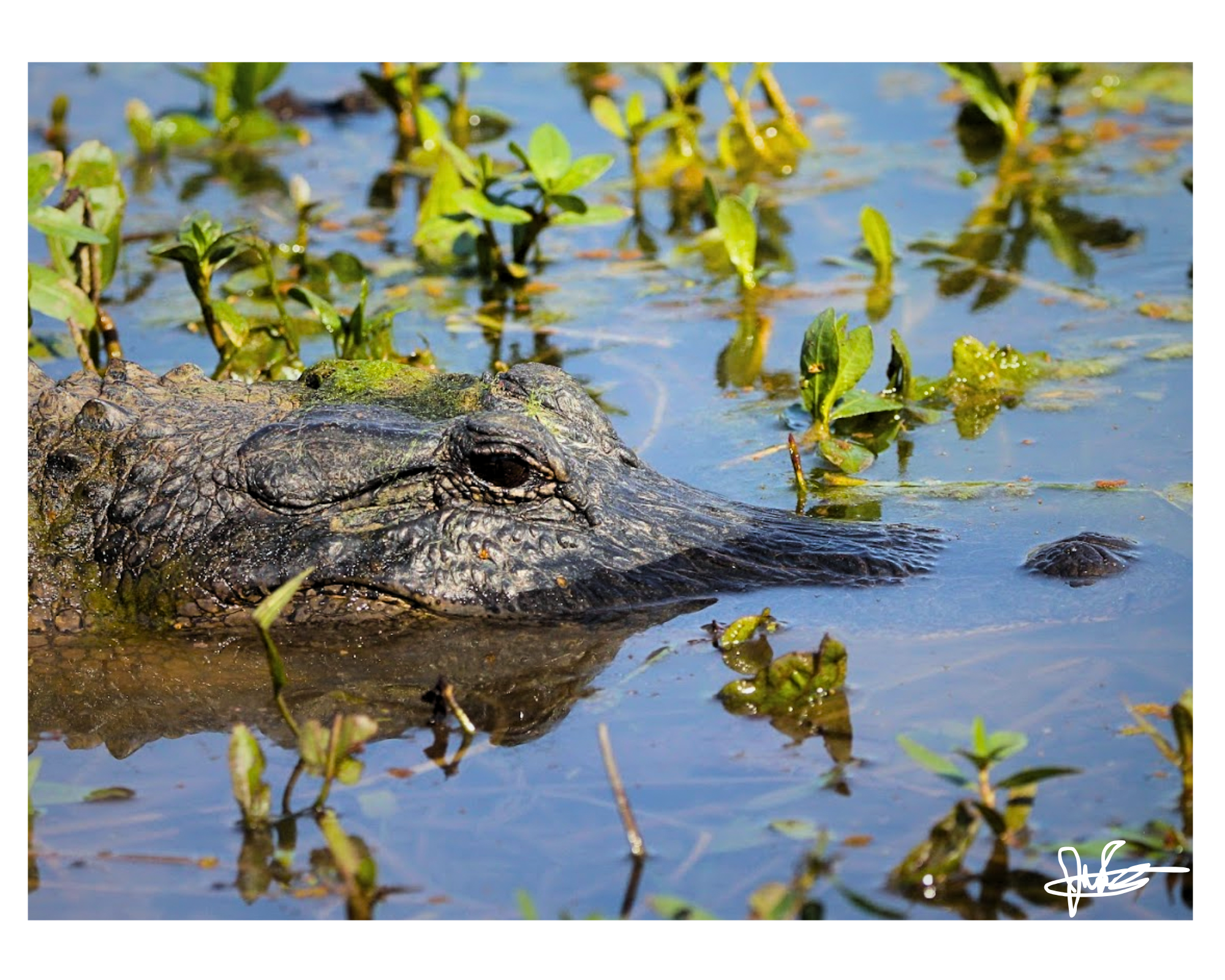 16 X 20" Print "The Swamp has Eyes"