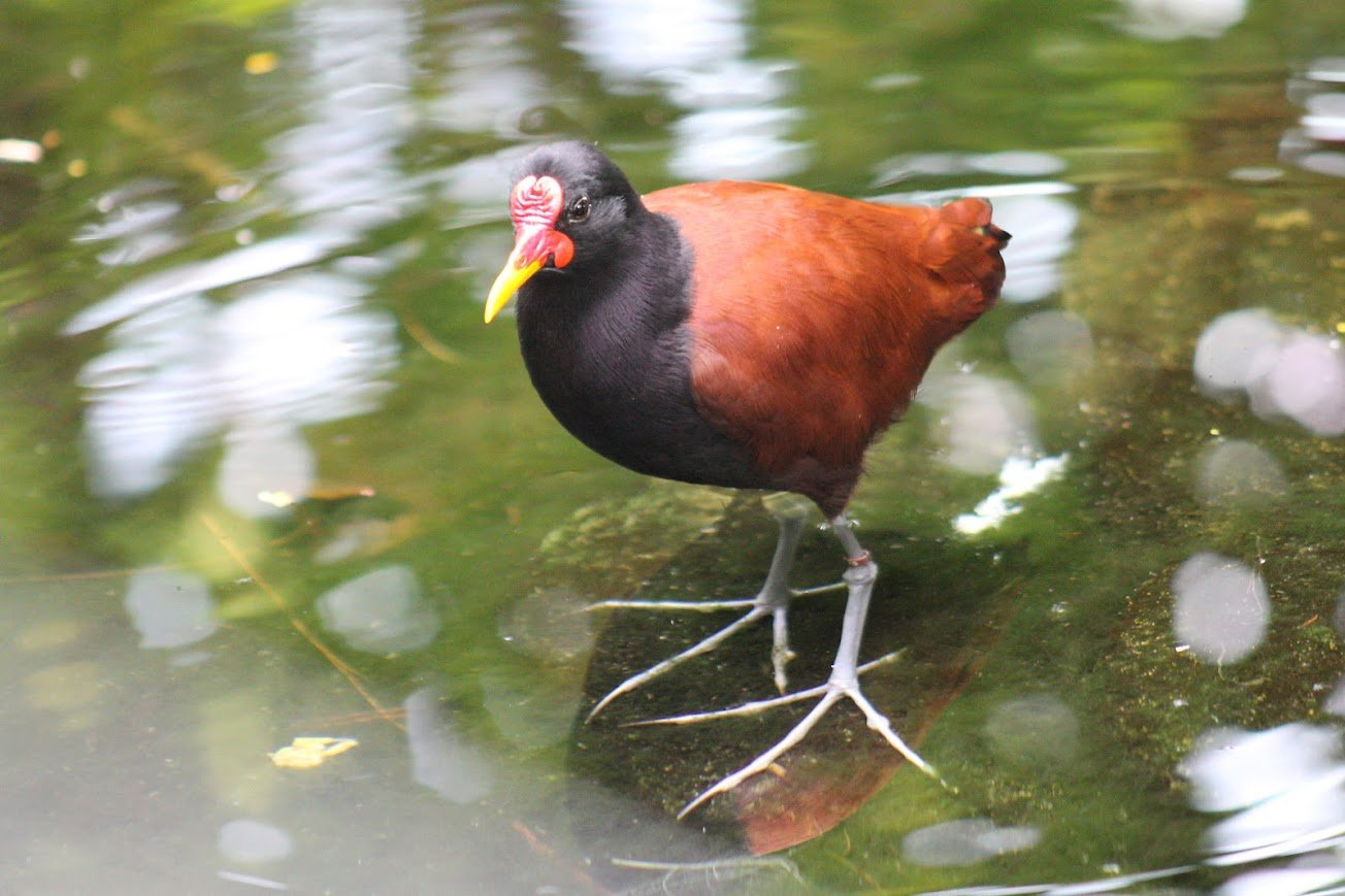sdz wattled jacana.jpg