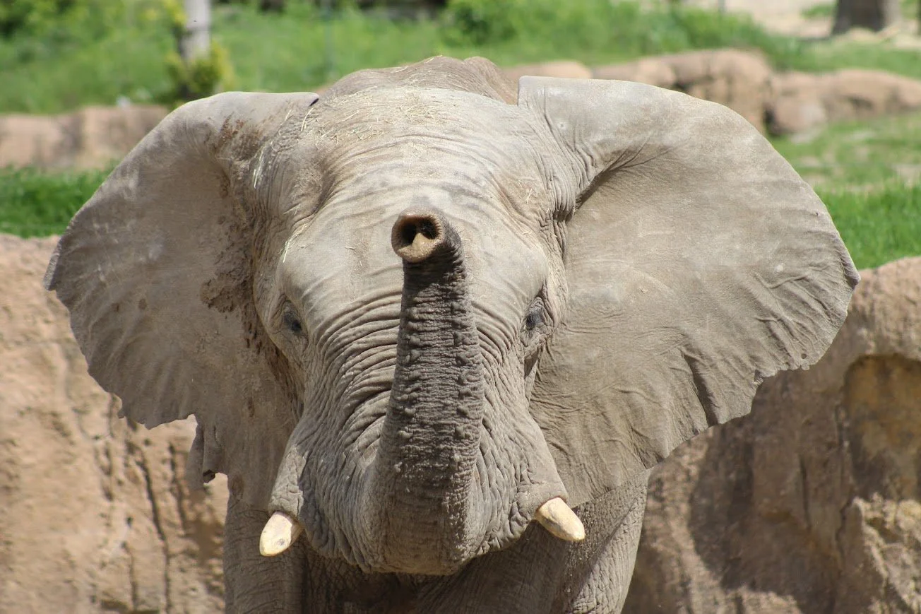 dz african elephant.jpg