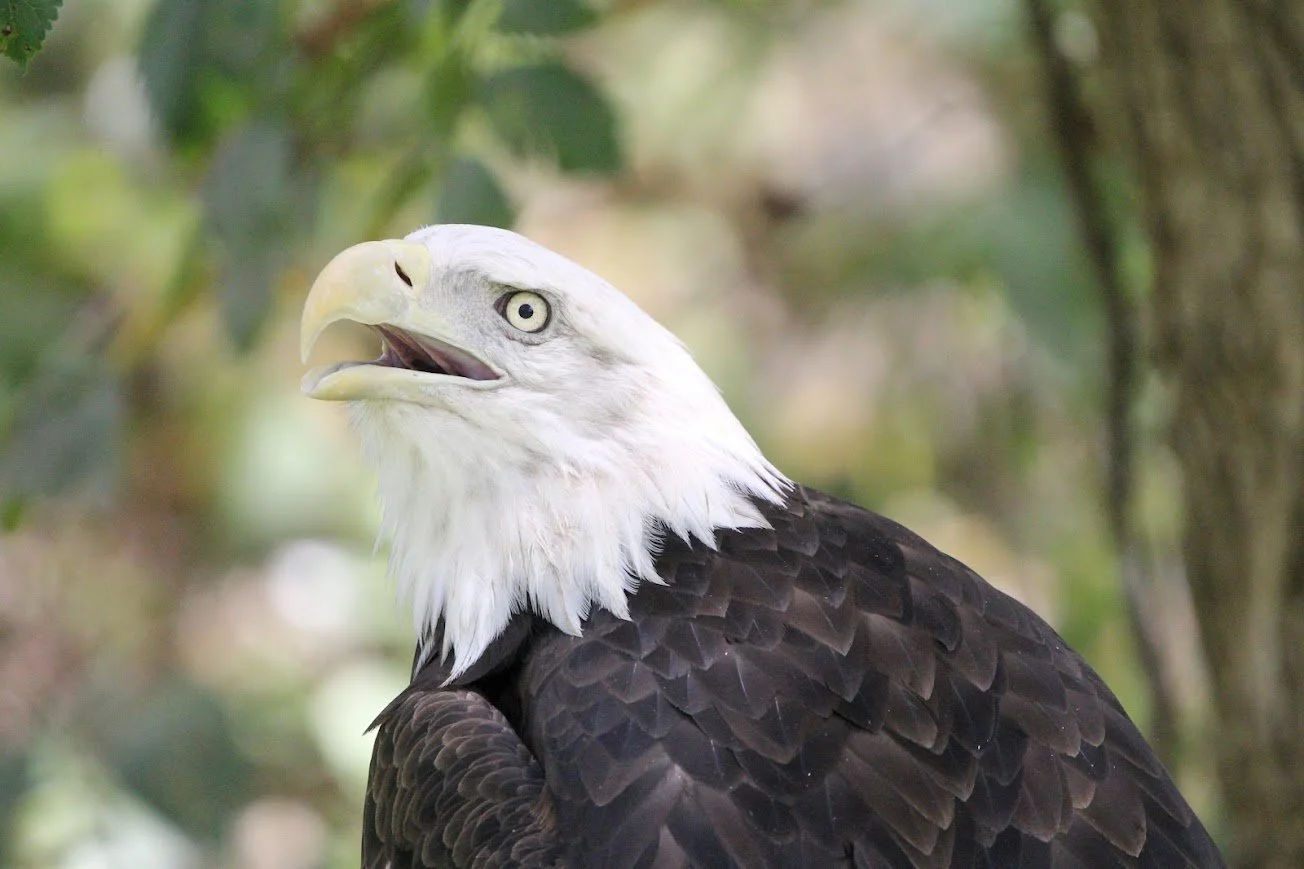 lswp bald eagle.jpg