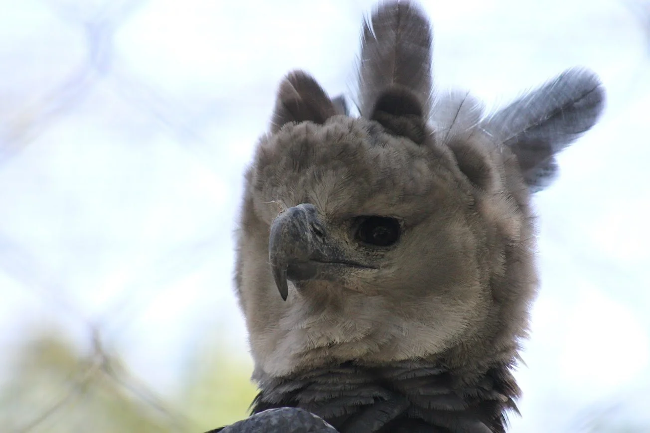 dz harpy eagle.jpg