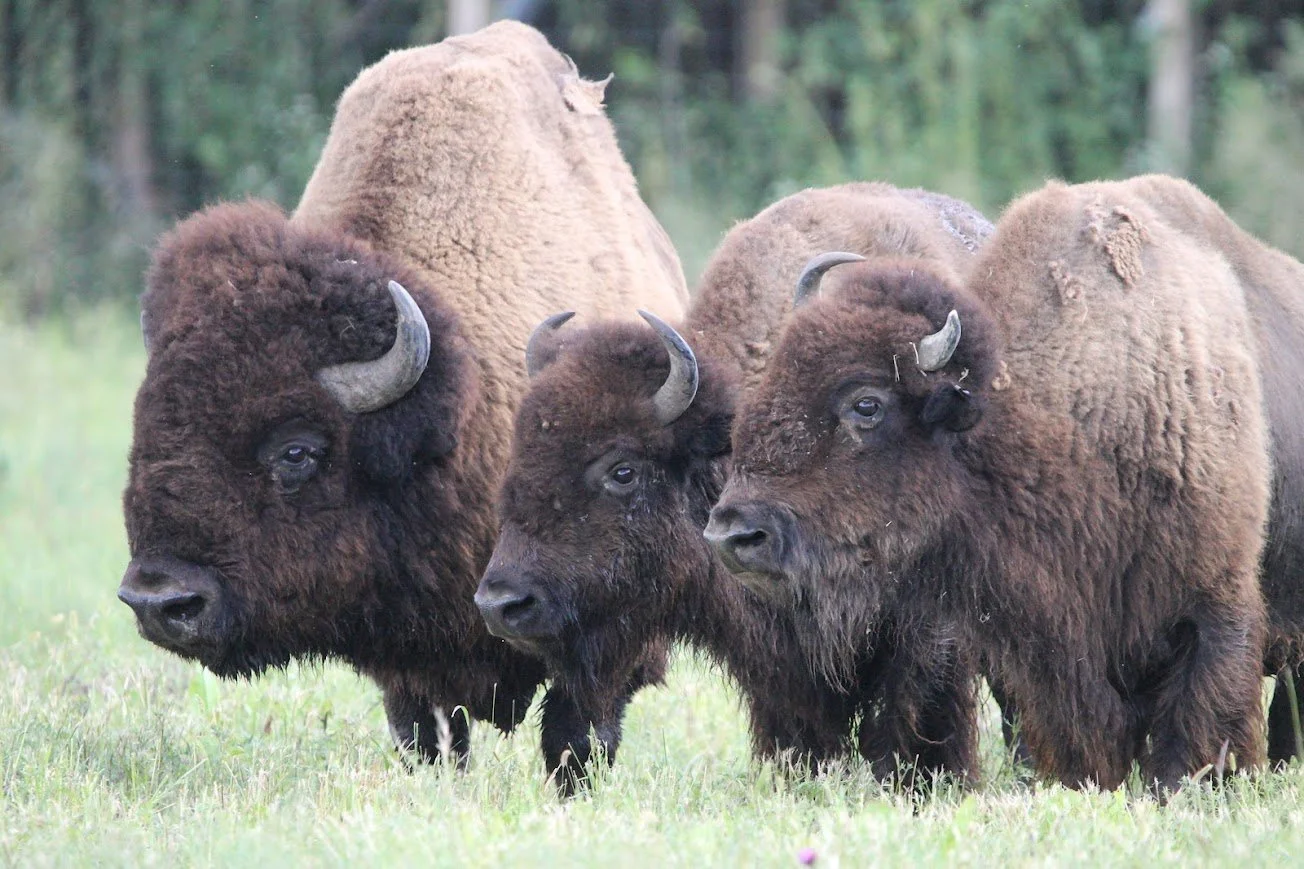 lswp bison 3.jpg