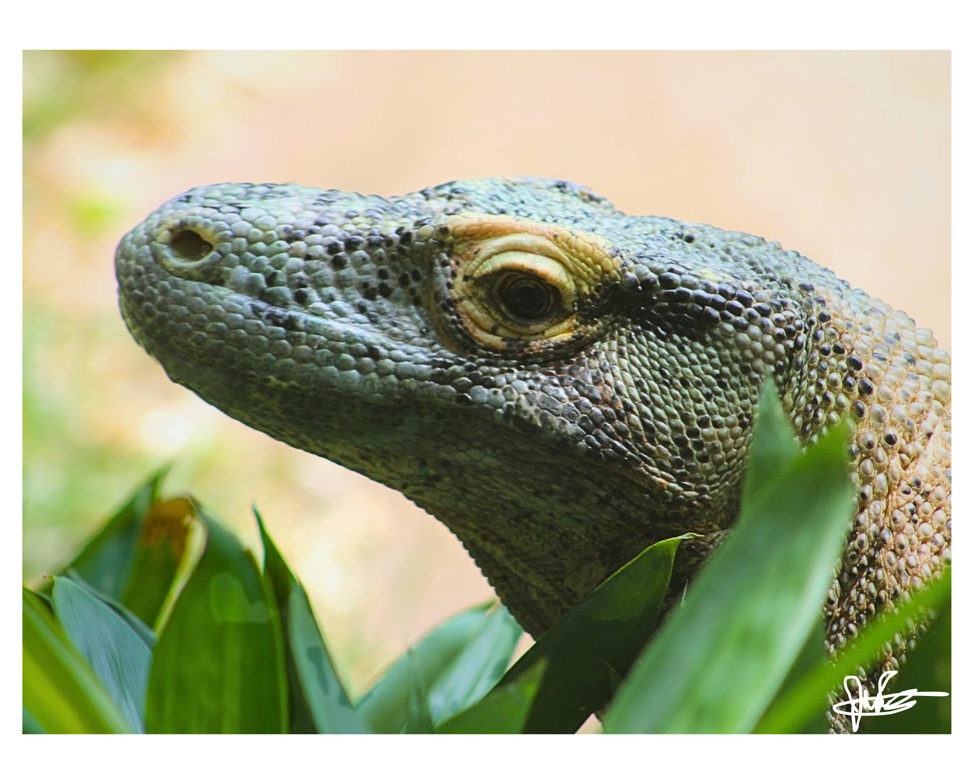 16 X  20" Print "Peeking Dragon"