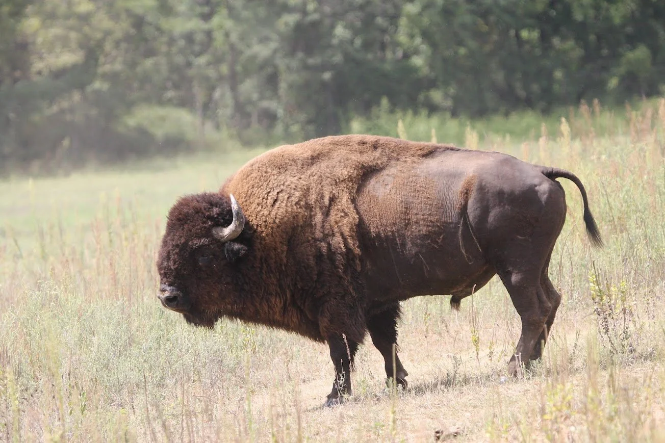 lswp bison.jpg