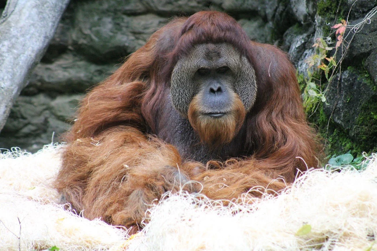 czbg sumatran orangutan.jpg