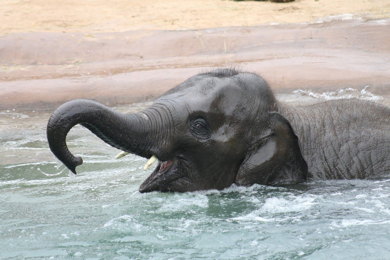 fwz asian elephant.jpg