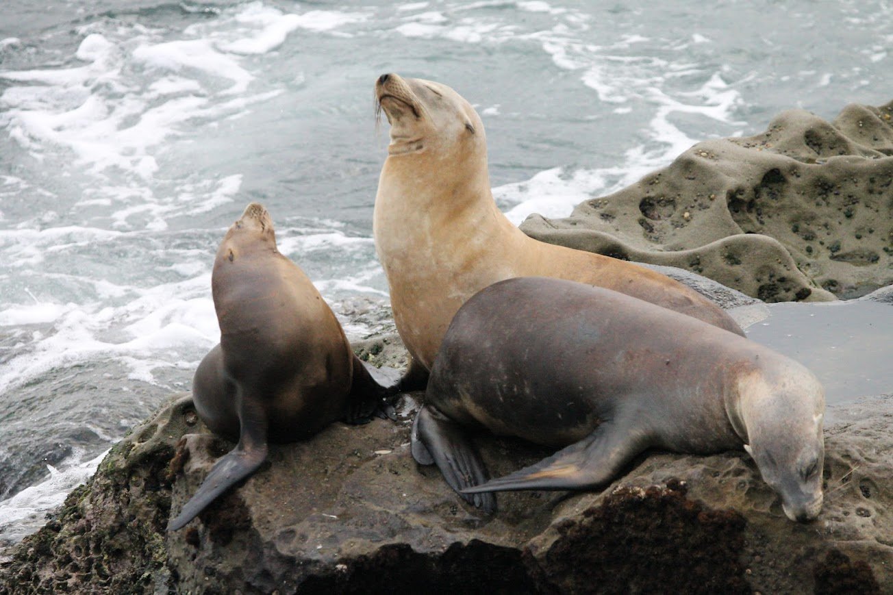 ljc california sea lion.jpg