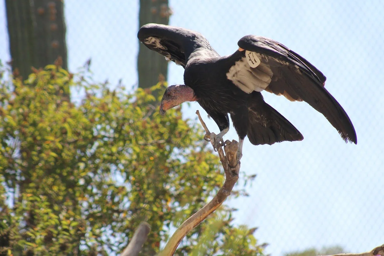 sdzsp california condor.jpg