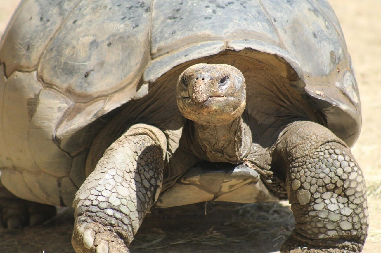 sdz galapagos tortoise.jpg