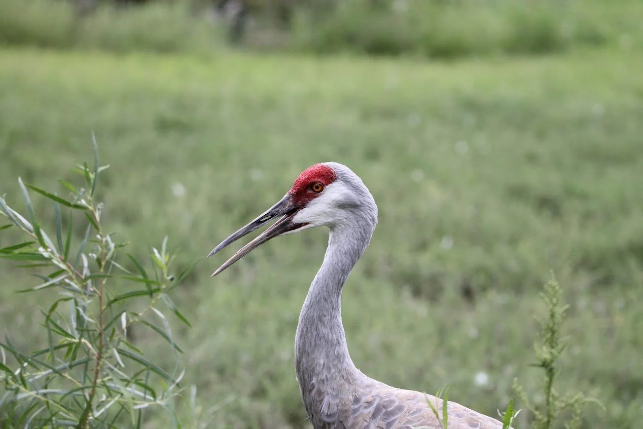lswp sandhill crane.jpg