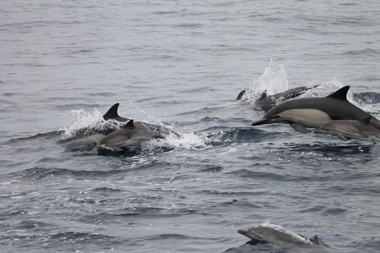 mbsd common dolphin 2.jpg