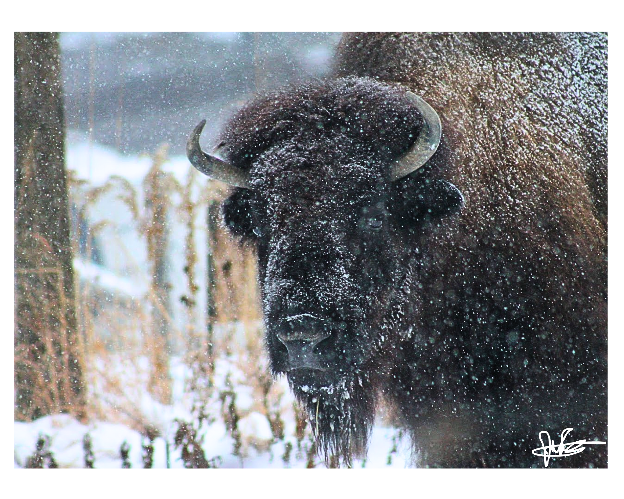 16 X 20" Print "Winter's Embrace"