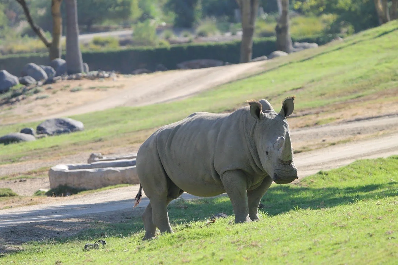 sdzsp white rhino.jpg
