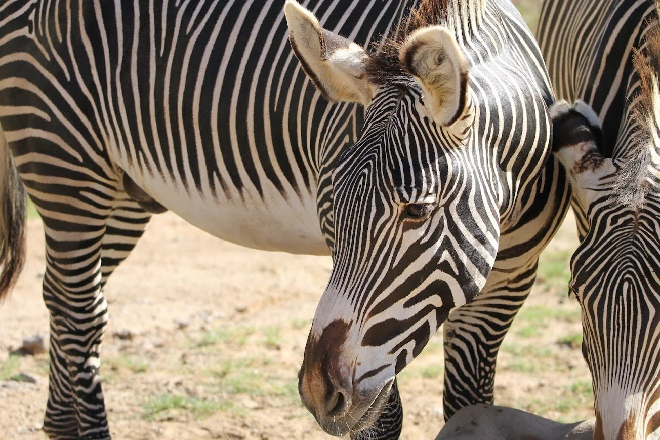 sdzsp grevys zebra.jpg