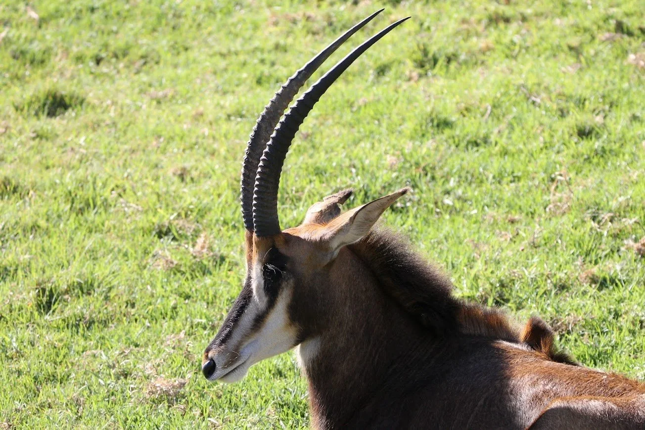 sdzsp sable antelope.jpg