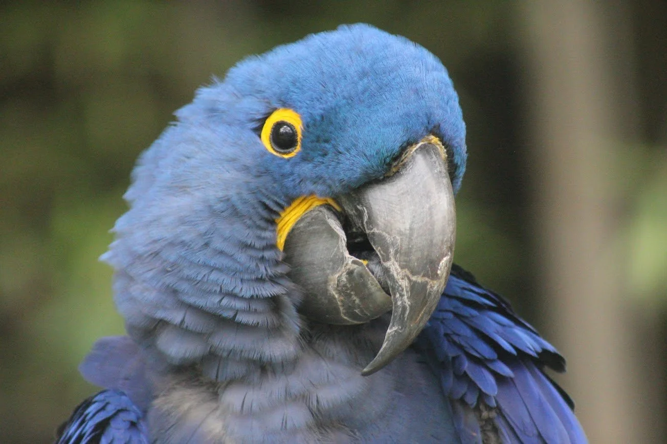 fwz hyacinth macaw.jpg