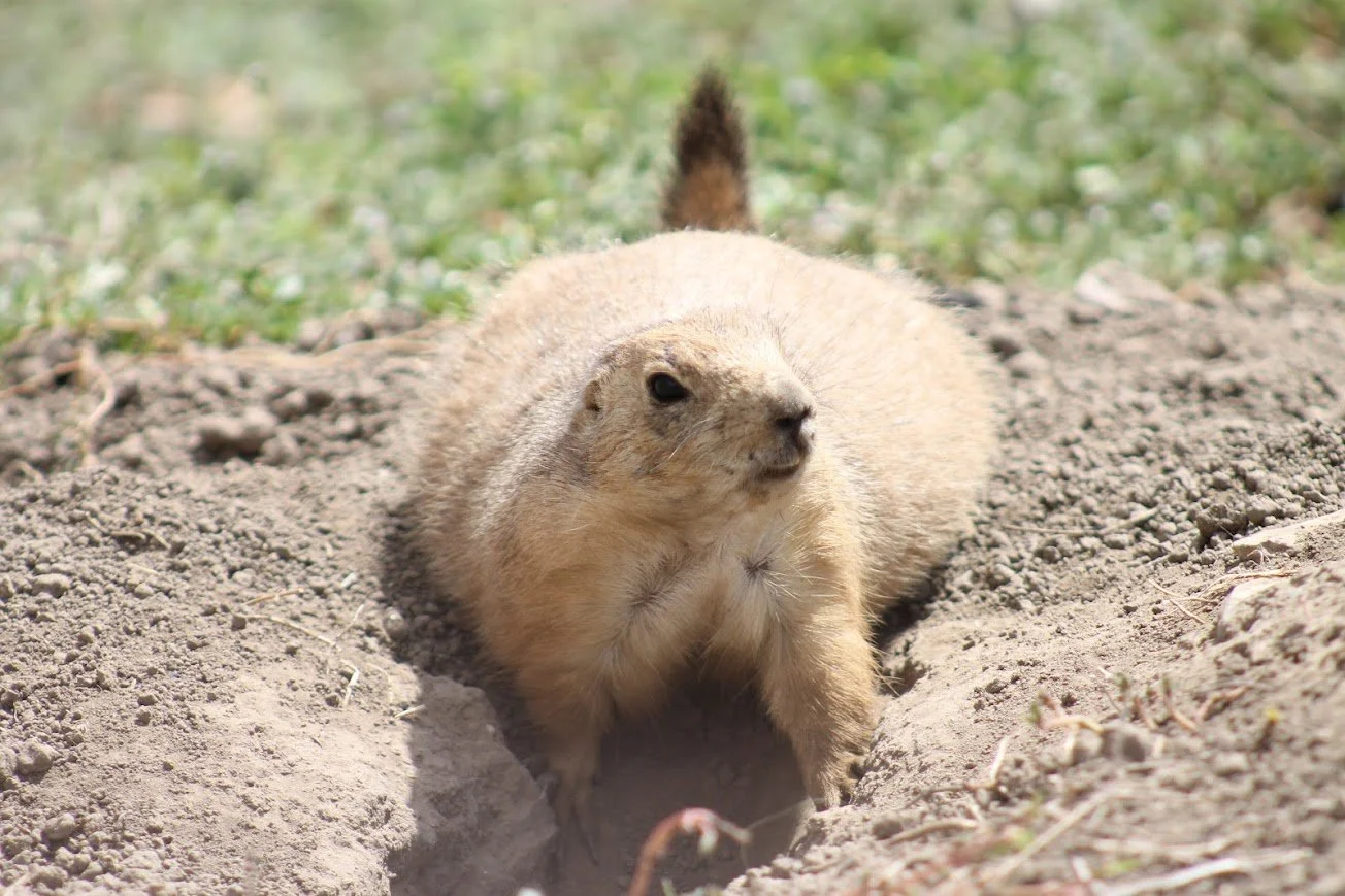 lswp prairie dog.jpg